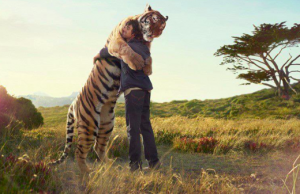 tigre-abrazo